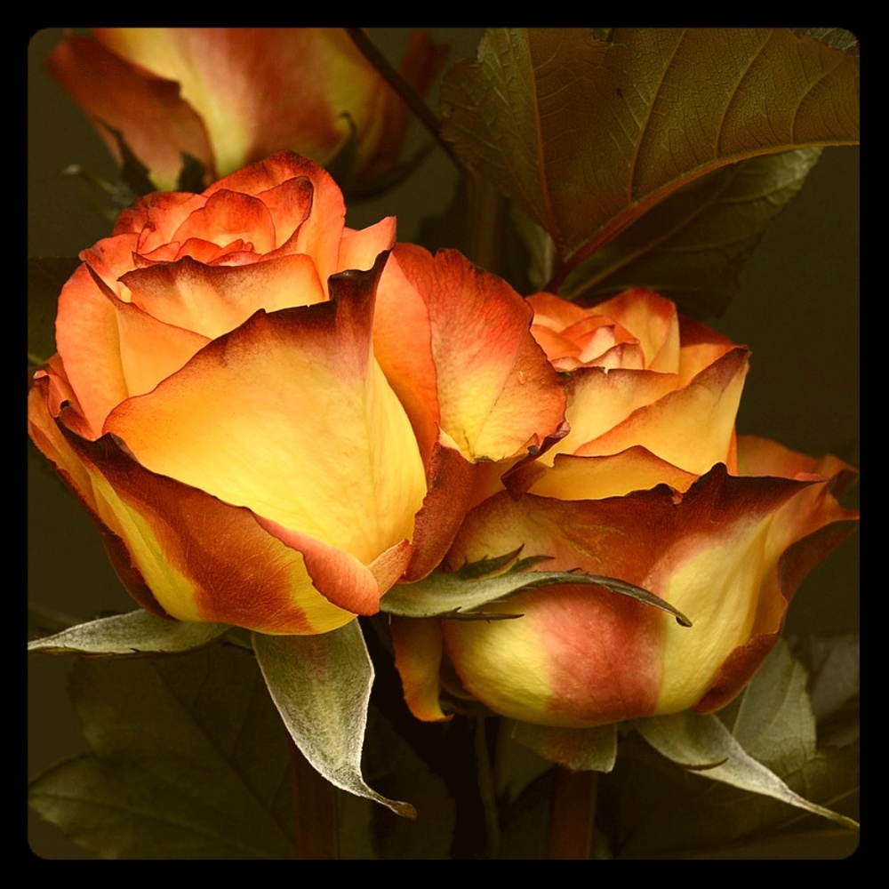 Meet your Posher, Rivki